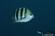 Poissons osseux  Bone Fishes